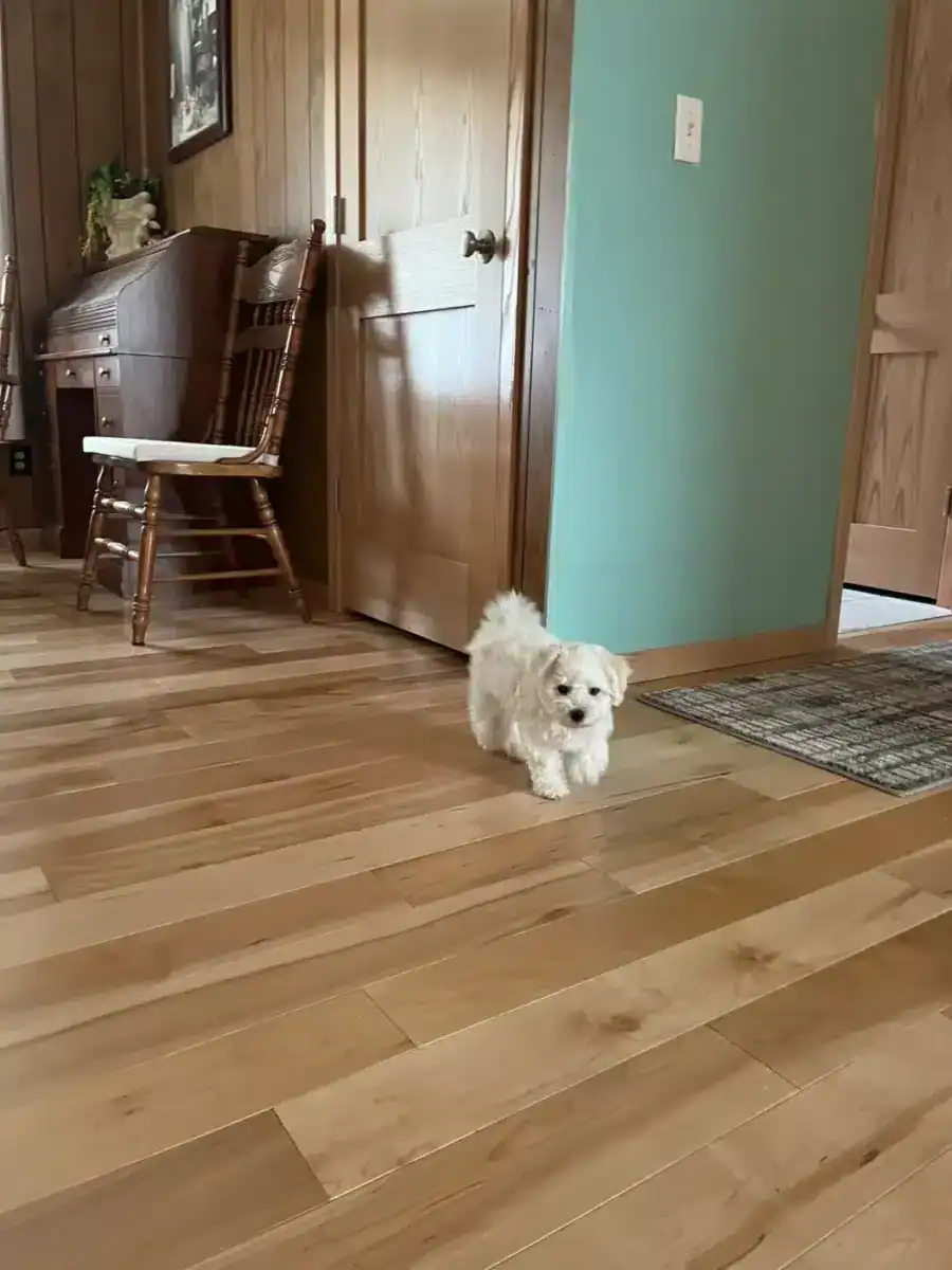 Picture Of Ort Flooring Faq