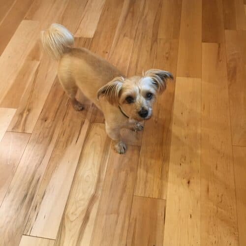 Picture Of Ort Hardwood Flooring