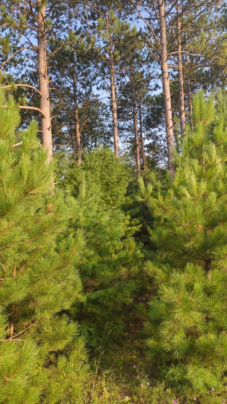 Wisconsin Red Pine
